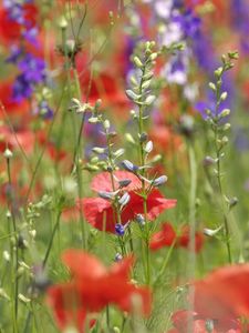 Preview wallpaper poppies, flowers, field, plant