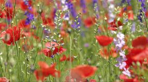 Preview wallpaper poppies, flowers, field, plant