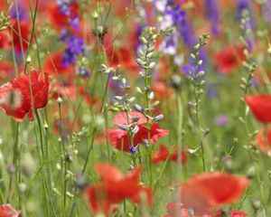 Preview wallpaper poppies, flowers, field, plant