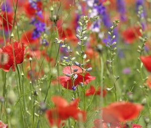 Preview wallpaper poppies, flowers, field, plant