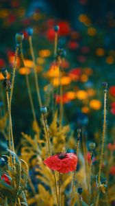 Preview wallpaper poppies, flowers, flowering, blur, buds