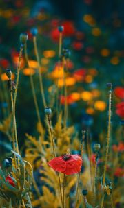 Preview wallpaper poppies, flowers, flowering, blur, buds