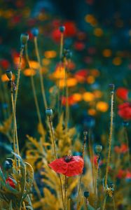 Preview wallpaper poppies, flowers, flowering, blur, buds