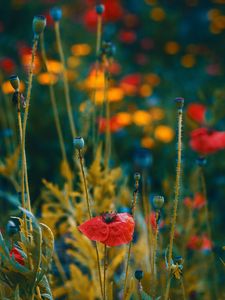 Preview wallpaper poppies, flowers, flowering, blur, buds