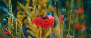 Preview wallpaper poppies, flowers, flowering, blur, buds