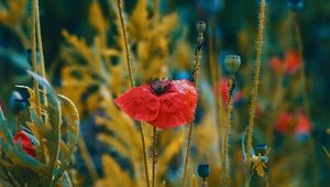 Preview wallpaper poppies, flowers, flowering, blur, buds