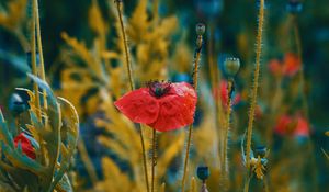 Preview wallpaper poppies, flowers, flowering, blur, buds