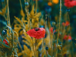 Preview wallpaper poppies, flowers, flowering, blur, buds