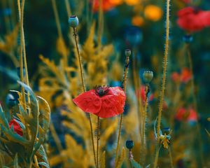 Preview wallpaper poppies, flowers, flowering, blur, buds