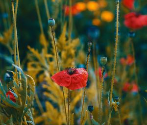 Preview wallpaper poppies, flowers, flowering, blur, buds