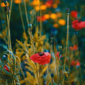 Preview wallpaper poppies, flowers, flowering, blur, buds