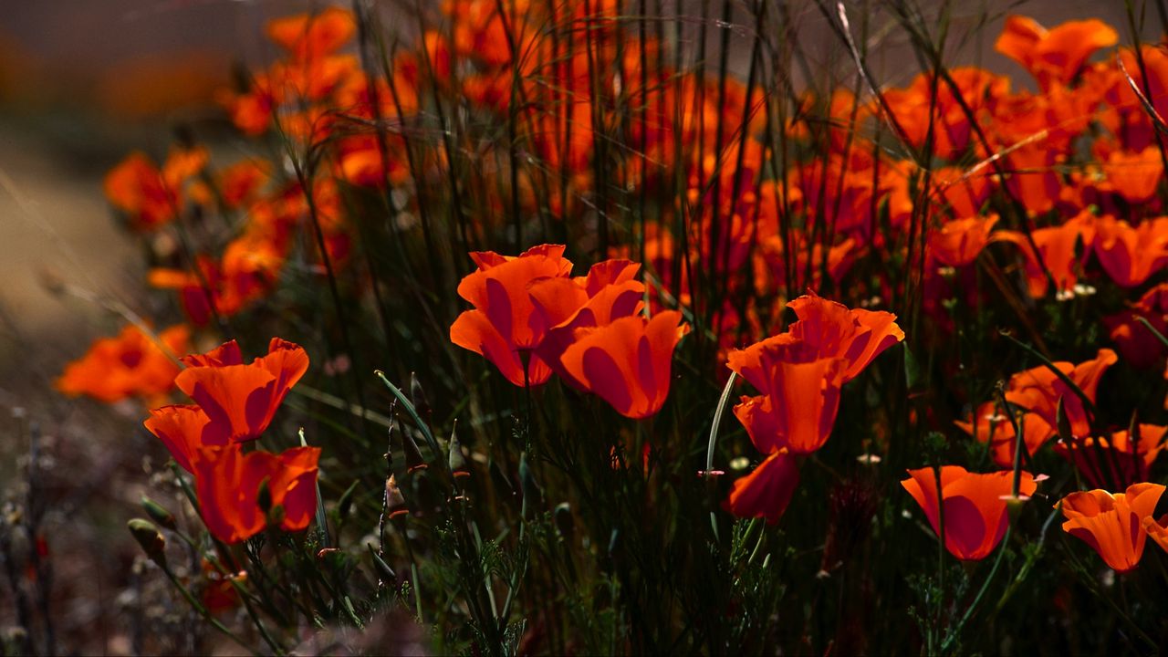 Wallpaper poppies, flowers, grass, field, nature