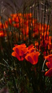 Preview wallpaper poppies, flowers, grass, field, nature