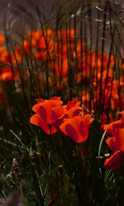 Preview wallpaper poppies, flowers, grass, field, nature