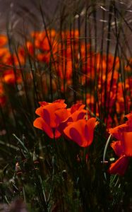 Preview wallpaper poppies, flowers, grass, field, nature