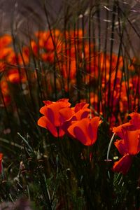 Preview wallpaper poppies, flowers, grass, field, nature