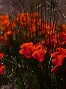 Preview wallpaper poppies, flowers, grass, field, nature