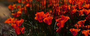 Preview wallpaper poppies, flowers, grass, field, nature