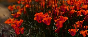 Preview wallpaper poppies, flowers, grass, field, nature