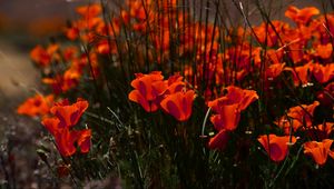 Preview wallpaper poppies, flowers, grass, field, nature