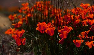 Preview wallpaper poppies, flowers, grass, field, nature