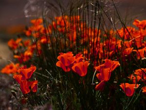 Preview wallpaper poppies, flowers, grass, field, nature