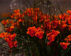 Preview wallpaper poppies, flowers, grass, field, nature