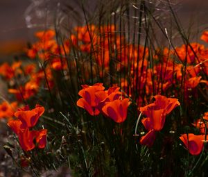 Preview wallpaper poppies, flowers, grass, field, nature