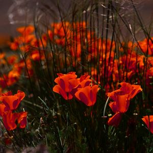 Preview wallpaper poppies, flowers, grass, field, nature