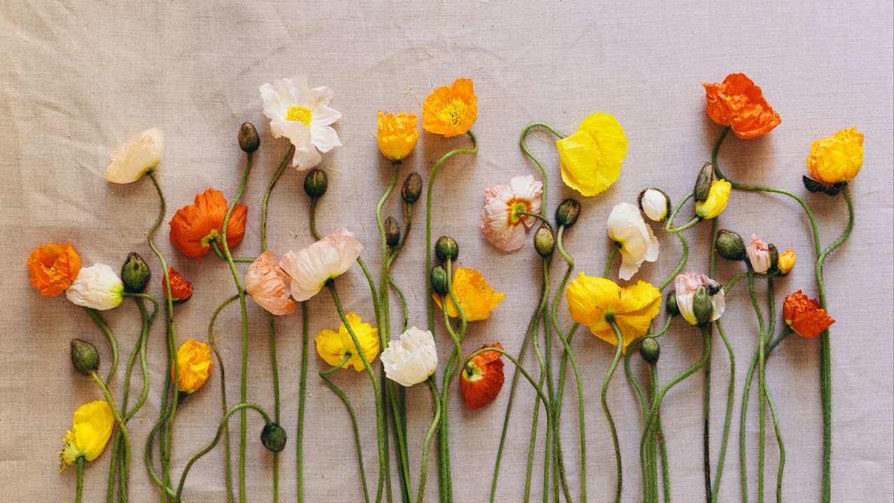 Wallpaper poppies, flowers, herbarium