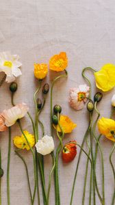 Preview wallpaper poppies, flowers, herbarium