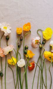 Preview wallpaper poppies, flowers, herbarium