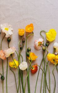 Preview wallpaper poppies, flowers, herbarium