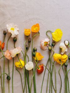 Preview wallpaper poppies, flowers, herbarium