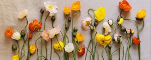 Preview wallpaper poppies, flowers, herbarium