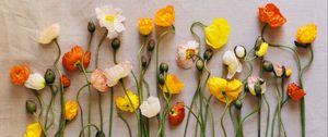 Preview wallpaper poppies, flowers, herbarium