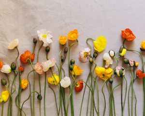 Preview wallpaper poppies, flowers, herbarium