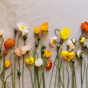 Preview wallpaper poppies, flowers, herbarium