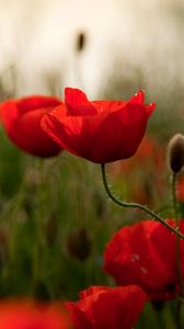 Preview wallpaper poppies, flowers, herbs, field