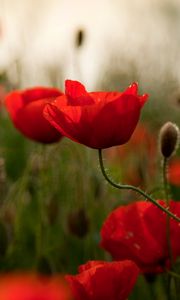 Preview wallpaper poppies, flowers, herbs, field