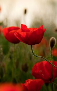 Preview wallpaper poppies, flowers, herbs, field