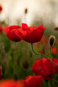 Preview wallpaper poppies, flowers, herbs, field