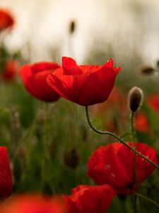 Preview wallpaper poppies, flowers, herbs, field