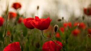 Preview wallpaper poppies, flowers, herbs, field