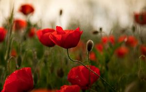 Preview wallpaper poppies, flowers, herbs, field