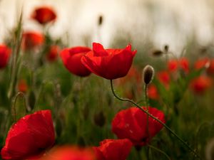 Preview wallpaper poppies, flowers, herbs, field