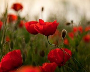 Preview wallpaper poppies, flowers, herbs, field