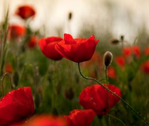 Preview wallpaper poppies, flowers, herbs, field