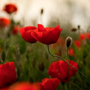 Preview wallpaper poppies, flowers, herbs, field