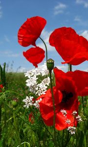 Preview wallpaper poppies, flowers, meadow, sky, nature, greenery